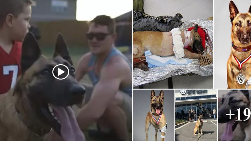 Soldier adopts badly Injured military Dog That Saved His Life