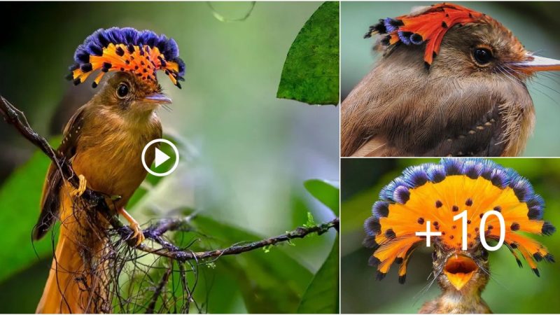 Royal Flycatcher: Majestic Birds with Beautiful Crowns