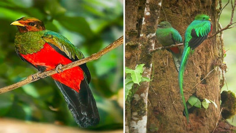 Meet the Golden Headed Quetzal: A Bird of Stunning Beauty and Majesty