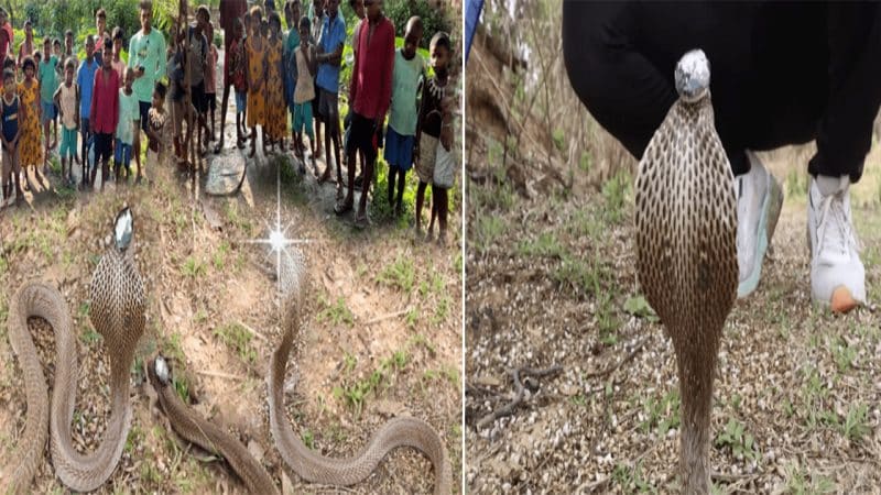 The Legend Comes to Life: Three Cobras with Glittering Gems Spark Curiosity