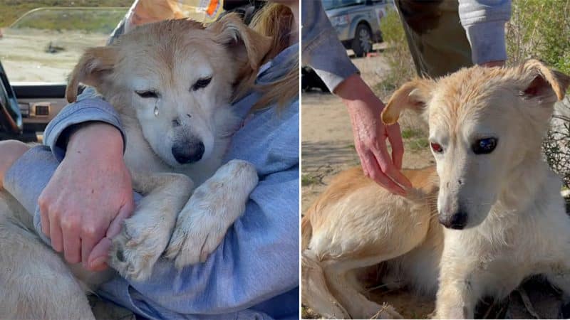 Homeless and Heartbroken: Abandoned Blind Dog Finds Comfort in a Kind Stranger’s Embrace at the Landfill