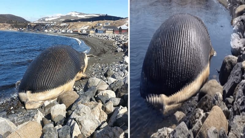 Captivating Scene Unfolds as Enormous Whale Carcass Washes Ashore, Teetering on the Brink of Impending Explosion