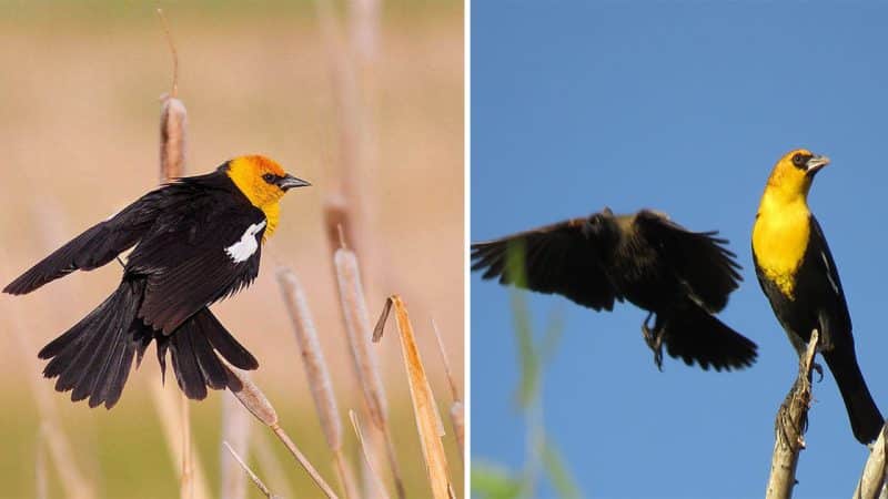 The Magnificent and Vocal Yellow-Headed Blackbird: Meet this Eye-Catching Species