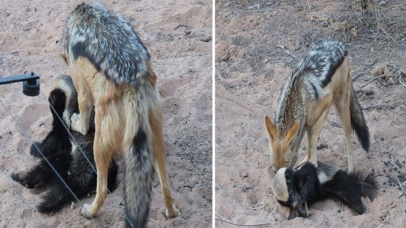 The Unyielding Honey Badger: Small but Fierce, Defeating a Jackal for Its Meal