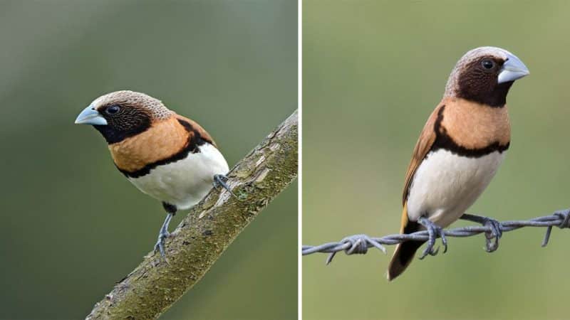 Biography and Information on the Mannikin Chested Bird: Characteristics and Habitat