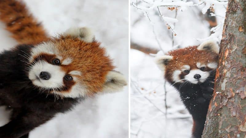 Red Panda in Snow: A Captivating Sight of Nature’s Playfulness