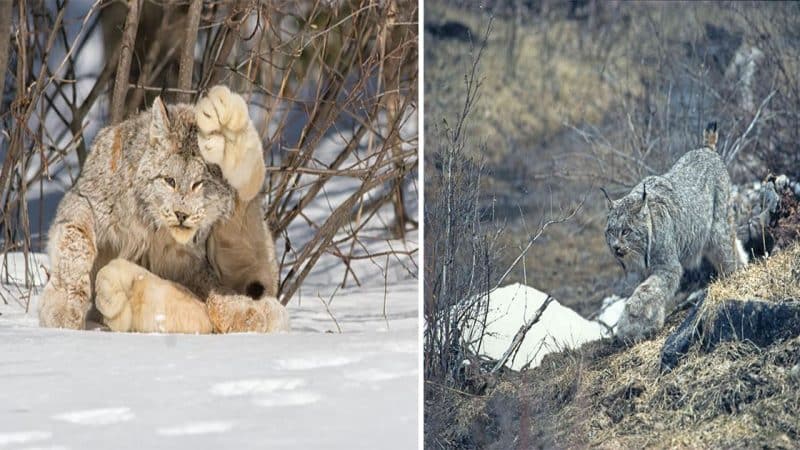 Meet the Canada Lynx: Cat with Paws as Big as a Human Hand