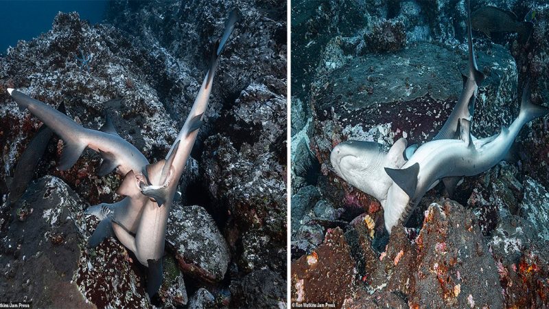 Rare Encounter: Intimate Moments of Passion Between Whitetip Reef Sharks Unveiled in Breathtaking Images