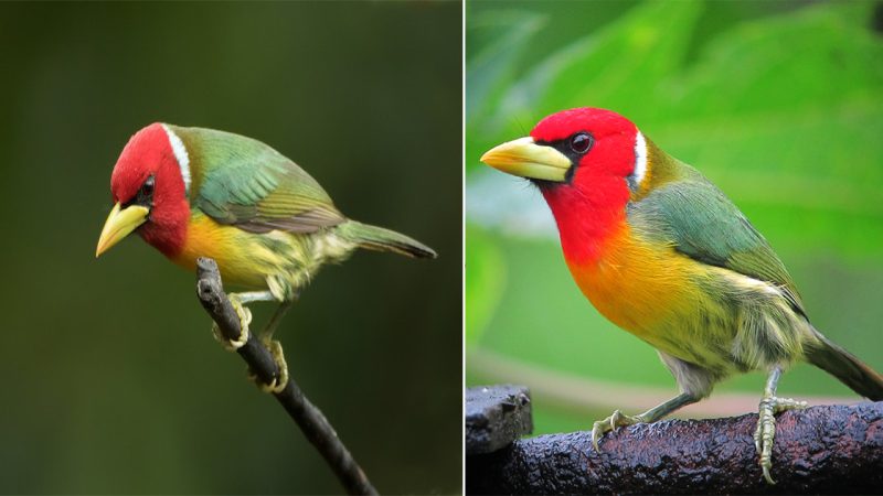 His Bright Red Head And Fiery Orange Throat Make Him Stand Out From The Rest – Meet The Red-headed Barbet!