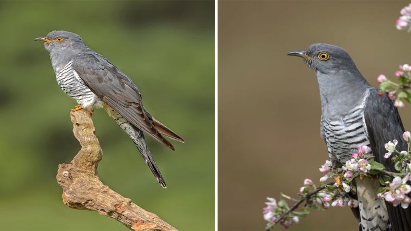 The Common Cuckoo: A Fascinating Bird of Mystery