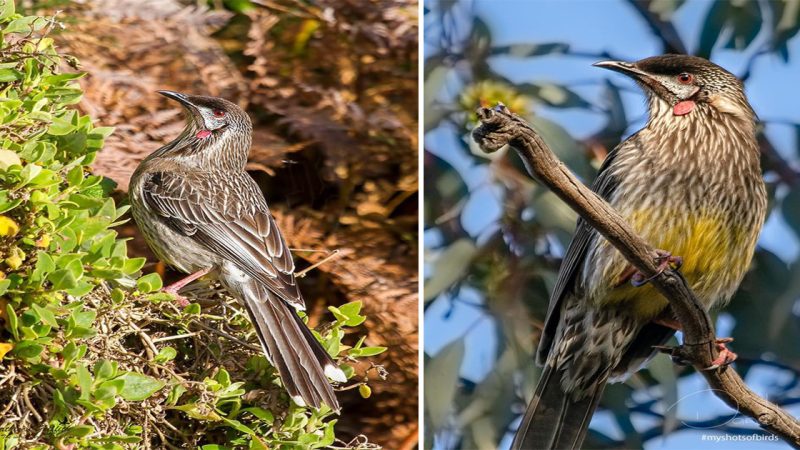 Red Wattlebird: A Vibrant Australian Native Species