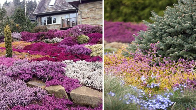 A Symphony of Colors: Exploring the Enchanting Heather Garden