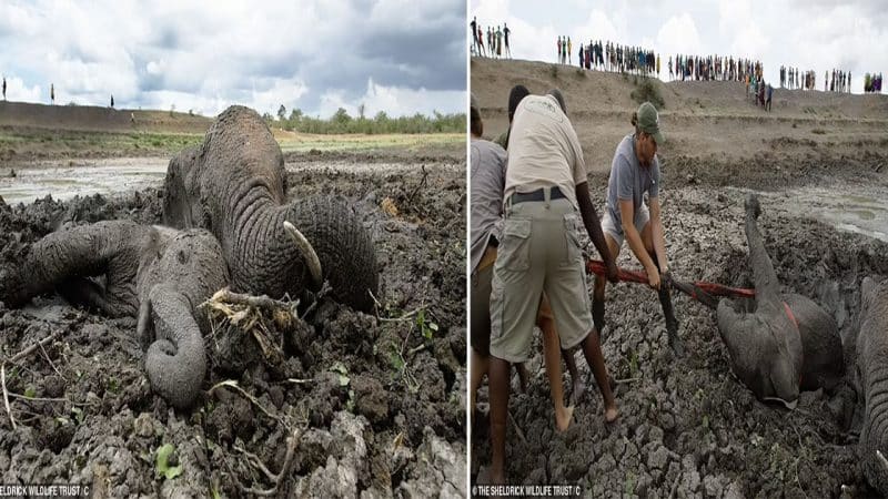 A Mother and Calf’s Miraculous Rescue: Elephant Duo Saved from Mud Trap