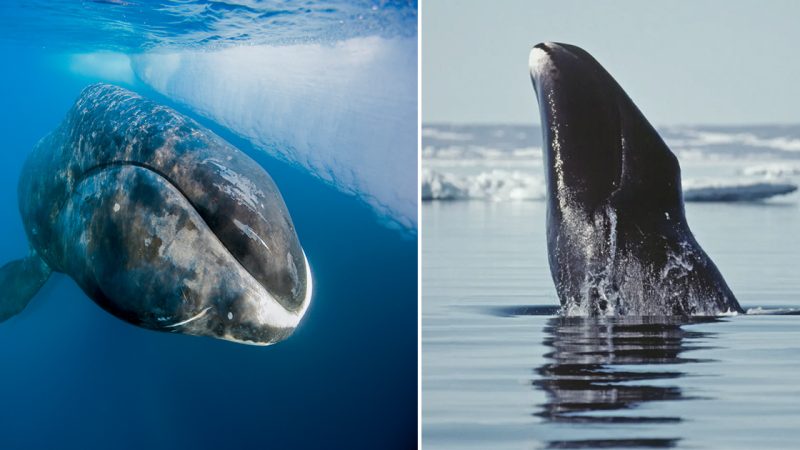 Bowhead whales may have a cancer-defying superpower: DNA repair The ability could help the marine mammals live for more than 200 years