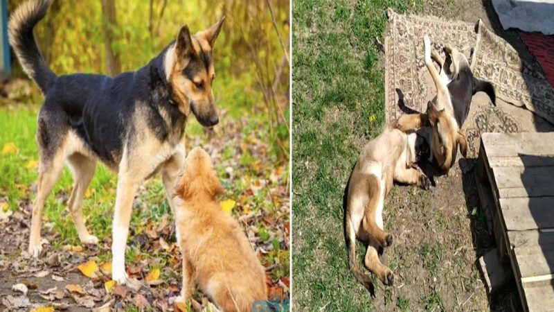 The sacred maternal love of a furry friend: the dog constantly barks and does everything to save the mother dog when it is trapped under a heavy wooden bar