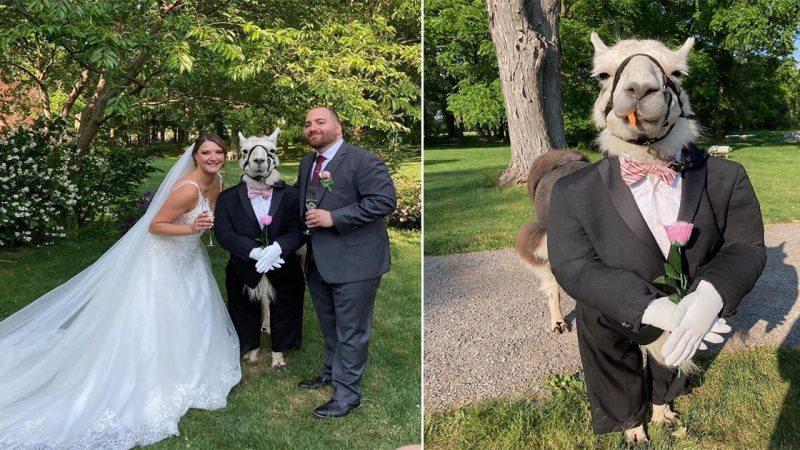 While he was eating grass, he was forced to be a groomsman