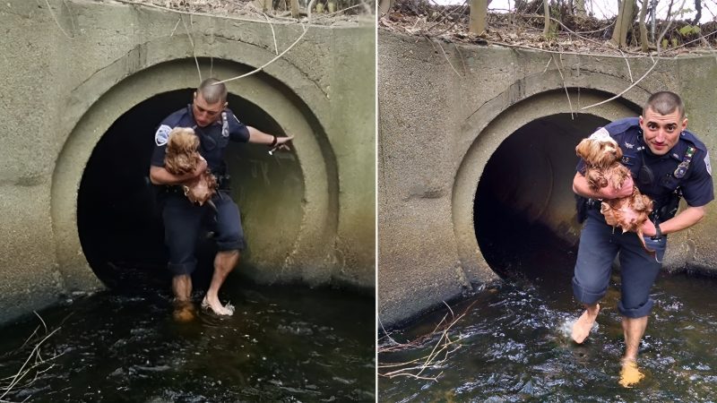 Heroic Cop Rescues Frightened Pup from Dark Tunnel: A Heartwarming Tale of Bravery