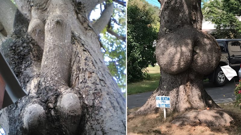 Discover More About the Strangest and Most Intriguing Tree Formations in Nature