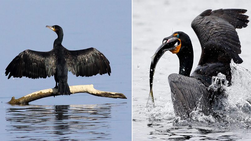 Phalacrocorax carbo: The Fascinating World of the Great Cormorant