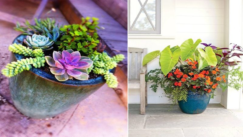 16 Stunning Heat-Loving Plant Combos for Container Gardens