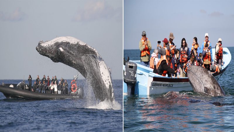 Majestic Encounters: Incredible Moments with Friendly Whales in Bondi and Hawaii