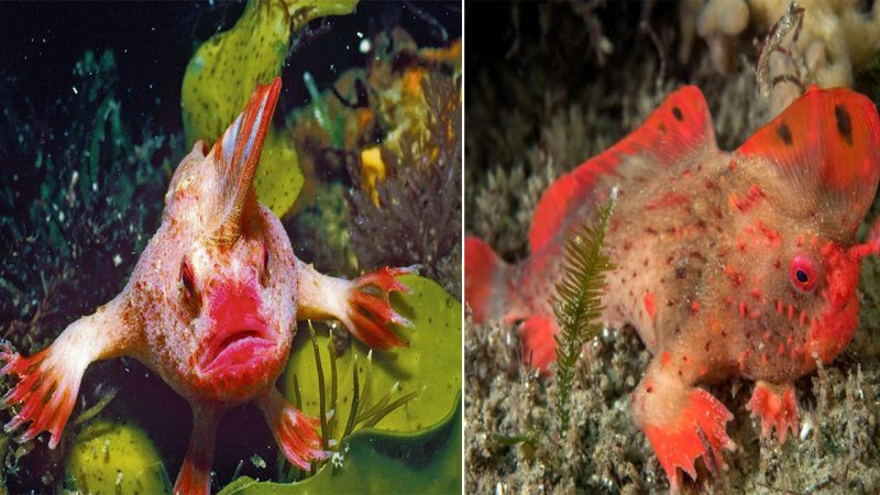 The Red Handfish: A Rare and Endangered Species Finds New Hope