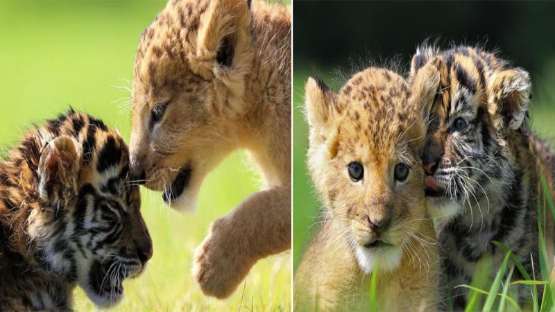 God’s Hand Is Everywhere: Unlikely Bond Between Lion and Tiger Cubs Defies Nature’s Expectations