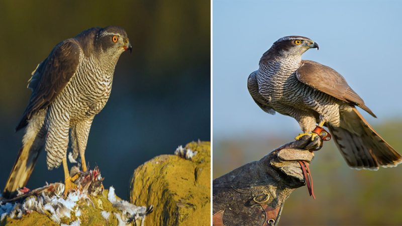 The Goose Hawk: A Masterful Hunter of the Skies