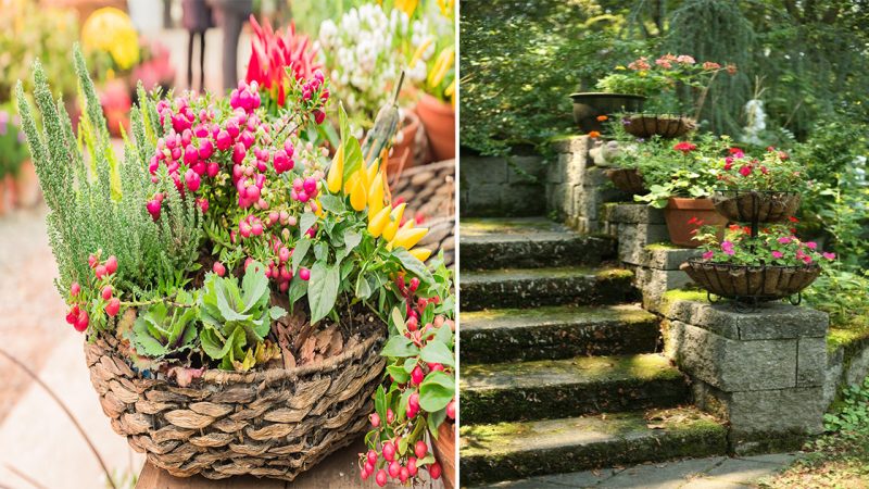 Flower Show Off: Elevate Your Garden with Baskets and Planters