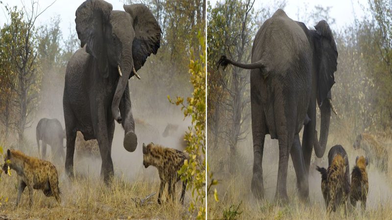 Courageous Elephant Defends Injured Calf: A Heart-Stopping Encounter with Hyenas in Botswana’s Chobe National Park