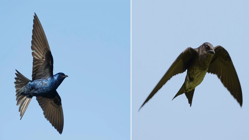 Graceful Majesty in the Skies: The Purple Martin – A Delightful Symbol of Beauty and Elegance