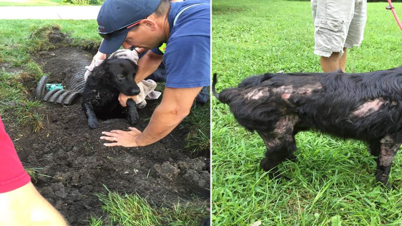 “Miraculous Reunion: Rescued from Storm Drain, Beloved Family Dog Brings Joy Back Home”