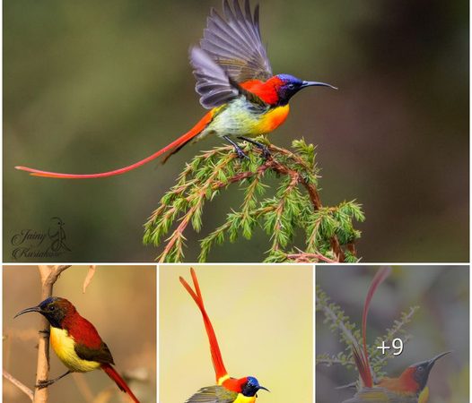 Fiery Elegance: Exploring the Fire-Tailed Sunbird’s Unique Beauty