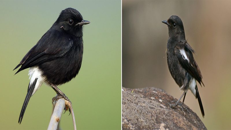 Pied Bushchat: The Dapper Songbird of the Open Fields