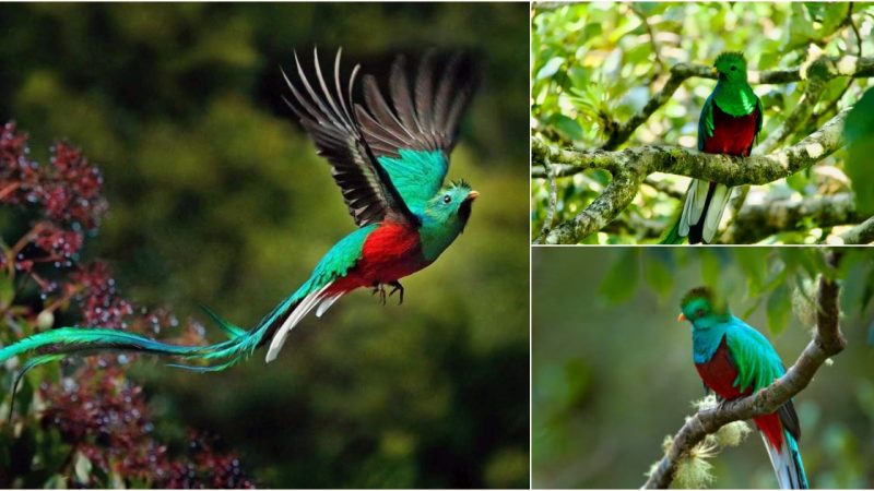 The Magnificent Quetzal: A Breathtaking Tale of Beauty and Legend