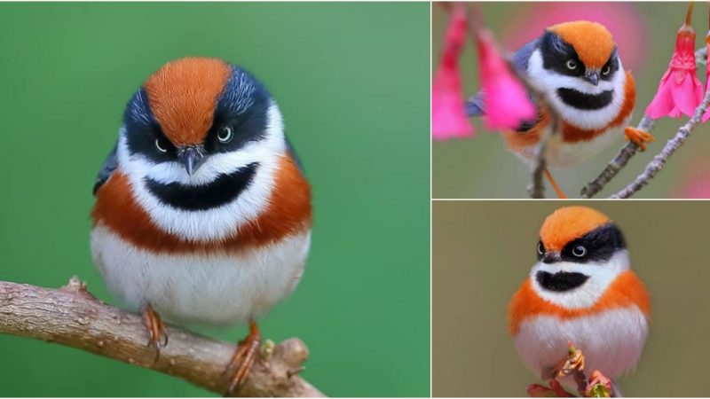 This Bird That Has A Mischievous Pattern Looks Like Quite The Adorable Troublemaker