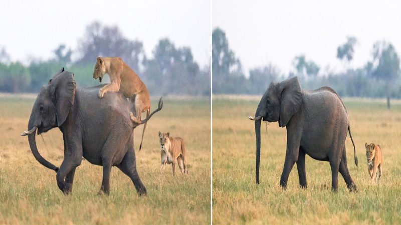 Heroic Elephant Herd Rescues Calf from Ambush by Lionesses in Botswana’s Chobe National Park