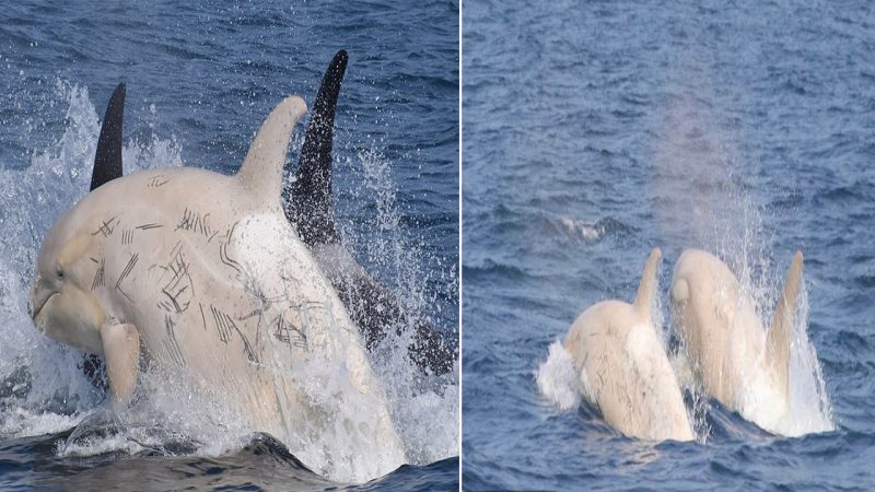 You Wait Ages for a White Whale… Then Two Come Along! Stunned Animal-Watchers Spot a Pair of Rare Orcas off the Coast of Japan