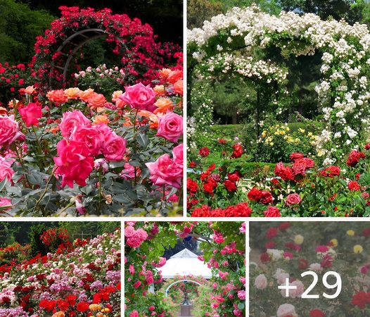 29 Best Beautiful Rose Garden Ideas