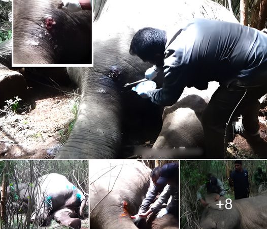 Rescuing an Injured Elephant: A Tale of Compassion Amidst Human-Elephant Conflict