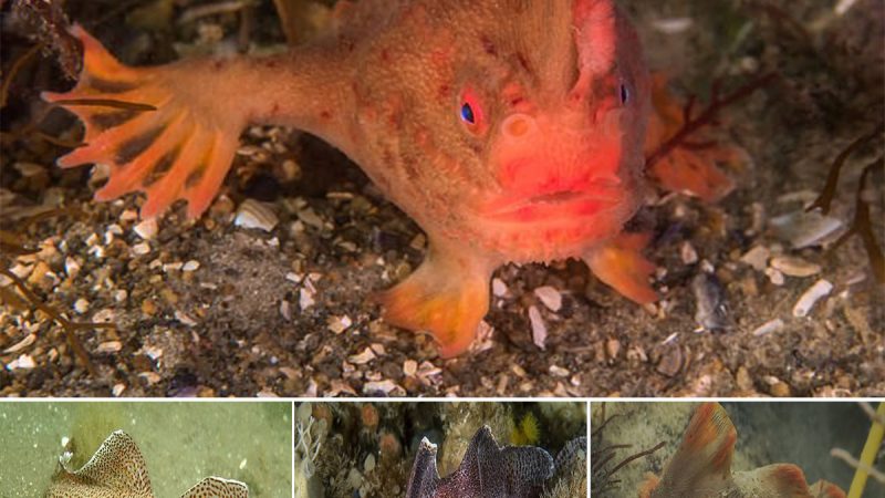 Vanishing Act: Smooth Handfish Declared First Modern Marine Fish Extinction