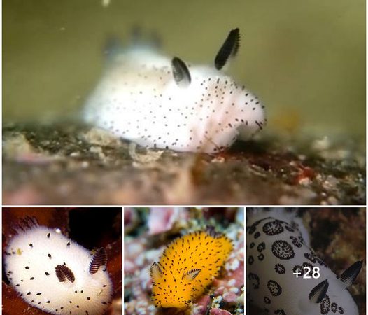 Meet Japan’s Beloved ‘Sea Bunnies’: The Adorable Ocean Creatures”