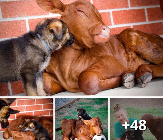 Meet Buddy, the Cow Raised by Dogs and Loved by a Family in Australia