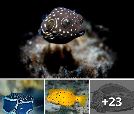Why Do Pufferfish Have Square Bodies? Exploring the Unique Geometry of Aquatic Curiosities