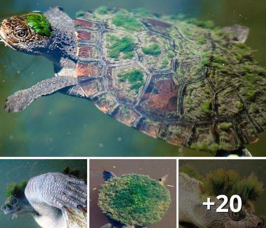 Remarkable Turtle in Germany Sporting Green Hair and Unique Butt-Breathing Ability