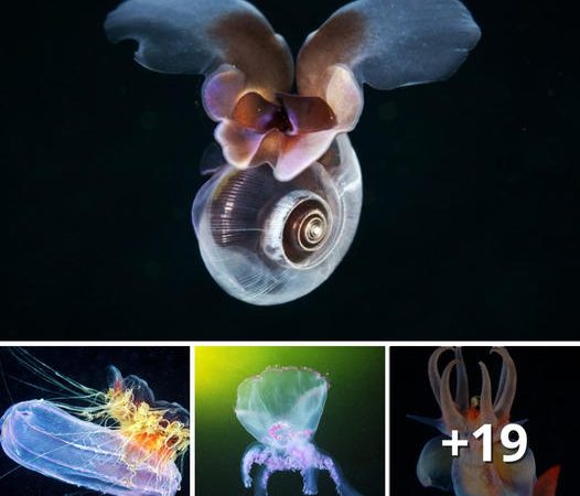 Exploring Extraordinary Creatures and Mysterious Forms Hidden in the Abyss
