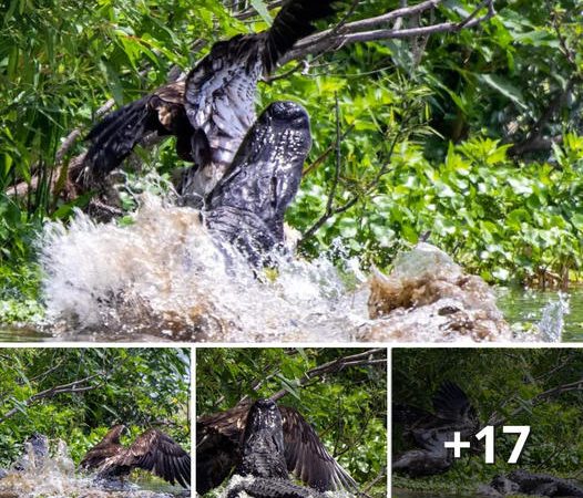 A Remarkable Tale of Escaping Death: The Bald Eagle’s Incredible Survival Story