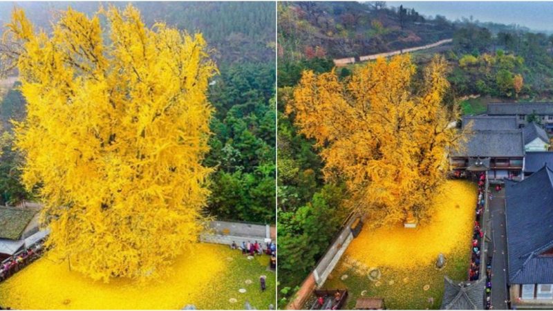 Marvel at the 1400-Year-Old Ginkgo Tree!