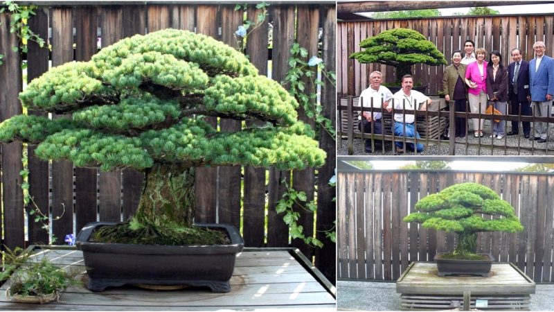 Remarkable Tale of a 400-Year-Old Bonsai Tree That Survived Hiroshima