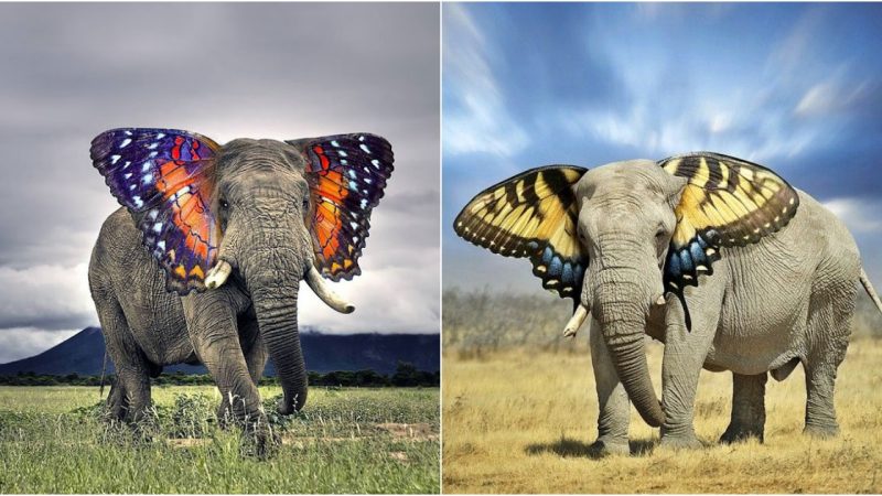 Elephantine Ears: A Muse from Butterfly Wings
